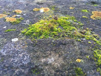 Close-up of moss growing on road
