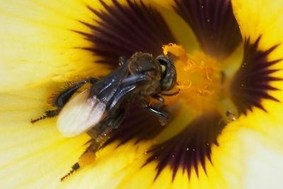 Close-up of bee on yellow flower