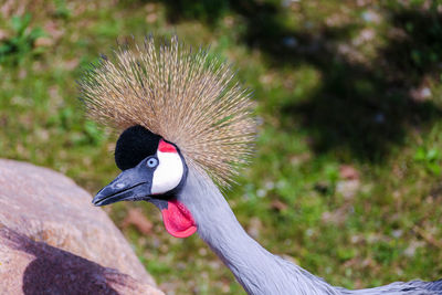 Close-up of bird against blurred background