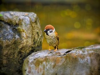 Close-up of bird perching on rock