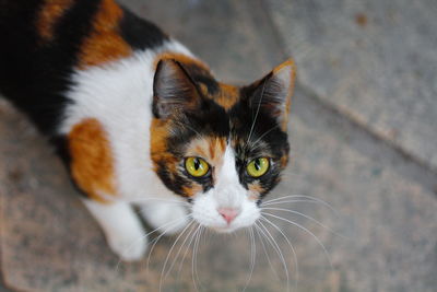 Close-up portrait of cat