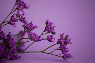 Close-up of pink cherry blossom tree