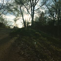 Trees in forest