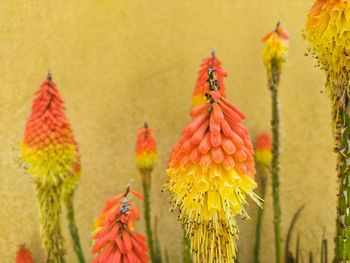 Close-up of yellow flowering plant