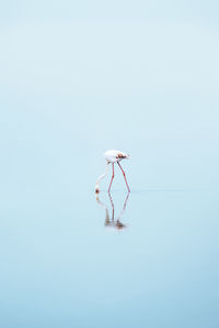 Low angle view of bird against clear sky