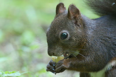 Close-up of squirrel