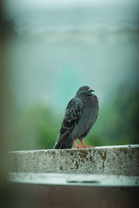 Close-up of bird perching on retaining wall