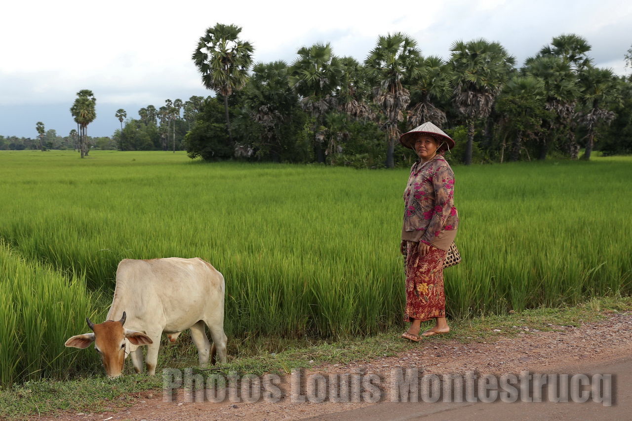 full length, rural scene, agriculture, mammal, farmer, domestic animals, animal themes, farm, one person, real people, field, one animal, working, livestock, growth, pets, tree, occupation, outdoors, traditional clothing, nature, one woman only, farm worker, people, day, adult
