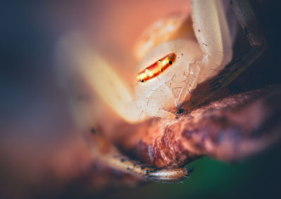 Macro shot of orange leaf