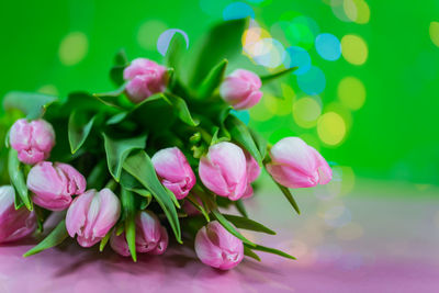 Close-up of pink flowers