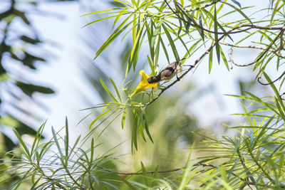 View of bird  on plant