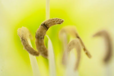 Close-up of flower against blurred background