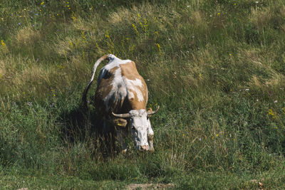 Cow standing in a field