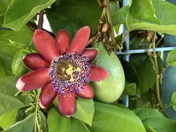 Close-up of red fruit on plant