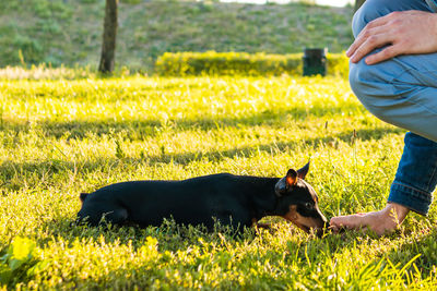 Woman with dog on field