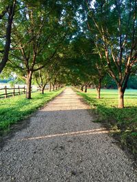 Road amidst trees on landscape