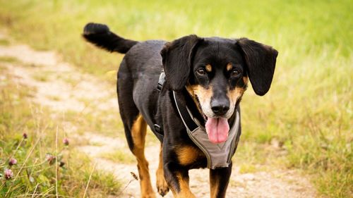 Portrait of dog on field