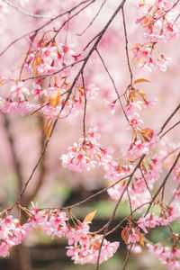 Low angle view of cherry blossom tree with blue background 