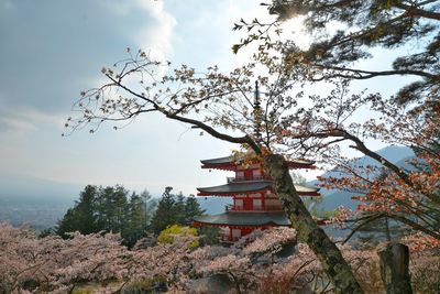 Low angle view of tree and building against sky