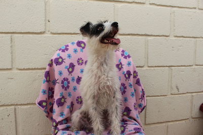 Dog standing against brick wall