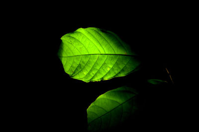 Close-up of leaf against black background