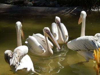 Swan swimming in lake