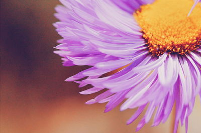 Close-up of purple flower