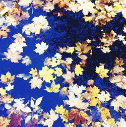 Full frame shot of maple leaves