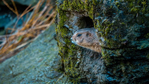 Close-up of squirrel on tree trunk