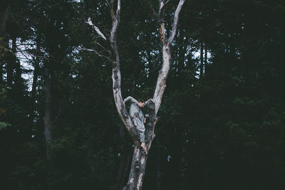 Side view of man on bare tree in forest