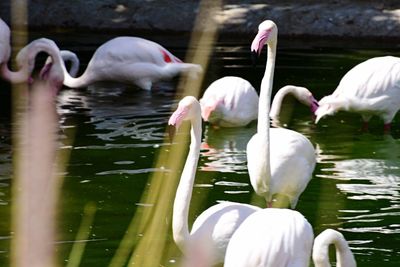 Swans swimming in lake