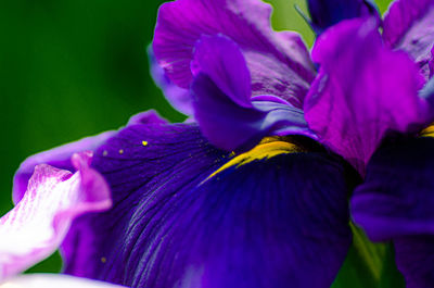 Close-up of purple iris