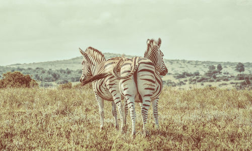 Zebras standing on field against sky