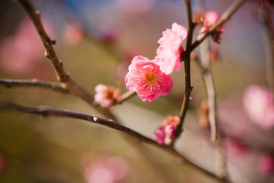 Close-up of pink flowers blooming on tree