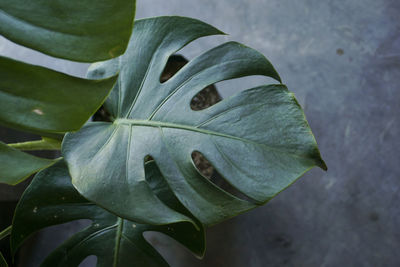 High angle view of plant leaf