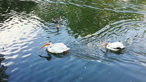 High angle view of swans swimming on lake