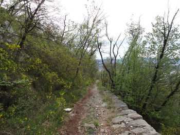 Footpath amidst trees in forest against sky