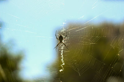 Spider on web