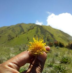 Midsection of person holding flowering plant against mountain