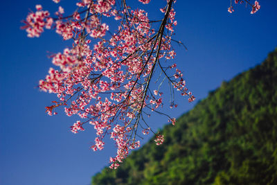 Low angle view of cherry blossoms against blue sky