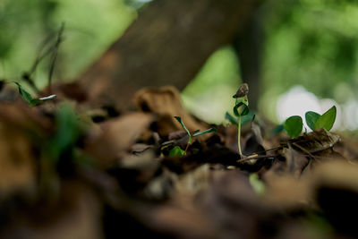 Close-up of plant leaves