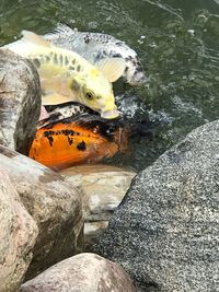 Close-up of turtle swimming in lake