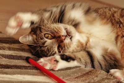 Close-up of cat lying down