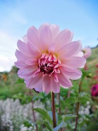 Close-up of pink flower on field