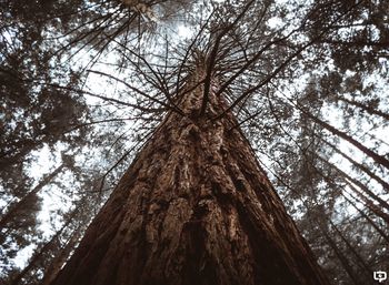 Low angle view of tree against sky