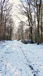 Bare trees on snow covered landscape