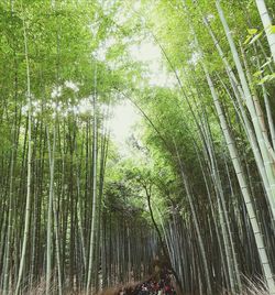 Low angle view of bamboo trees against sky