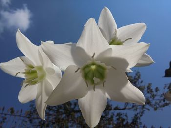 Low angle view of white flowering plants against sky