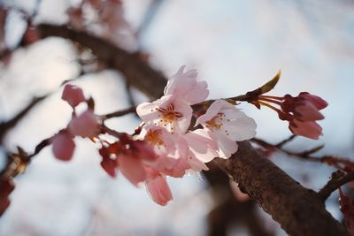 Low angle view of apple blossoms in spring