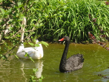 Swan swimming in lake